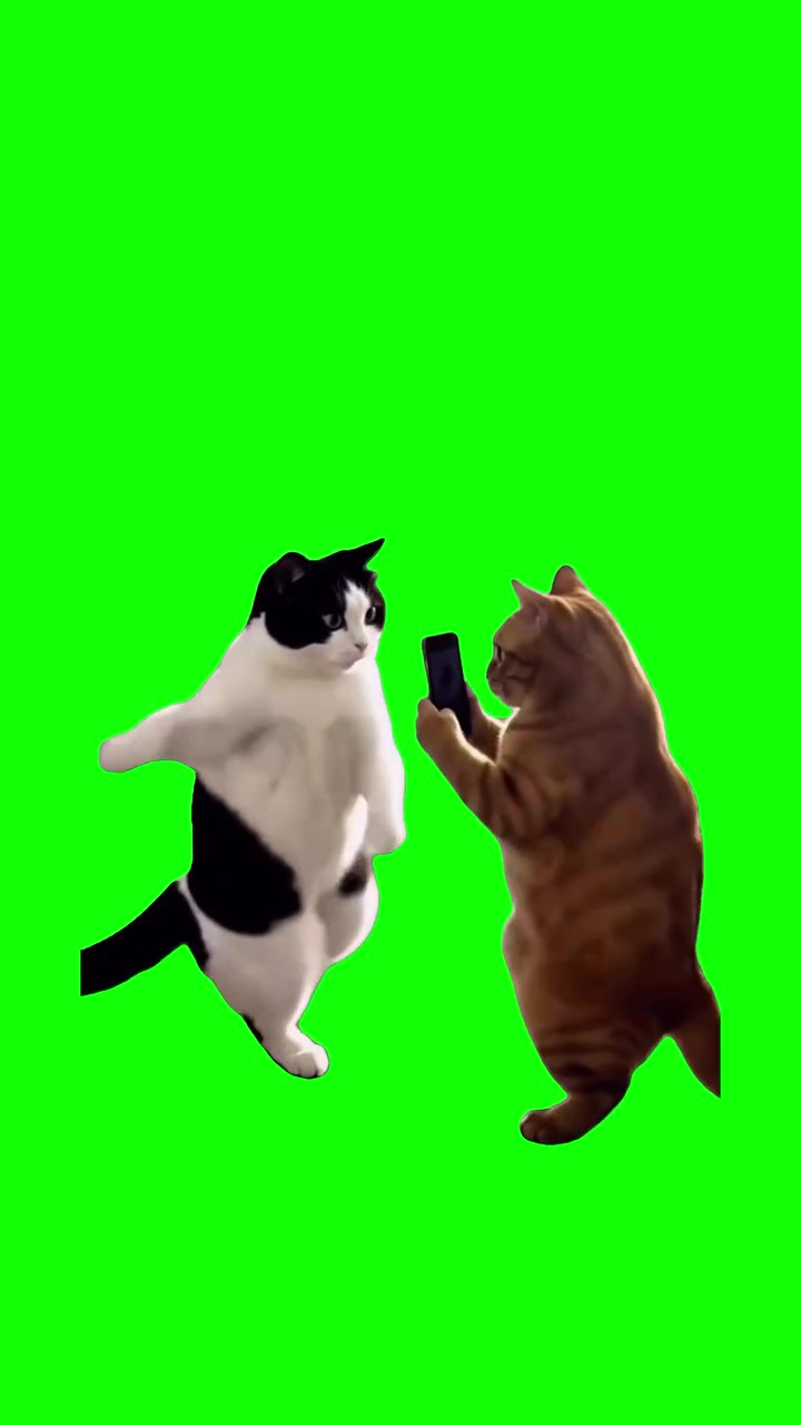 Cats Making Videos green screen