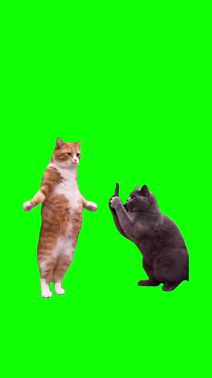 Cats Making a TikTok Video green screen