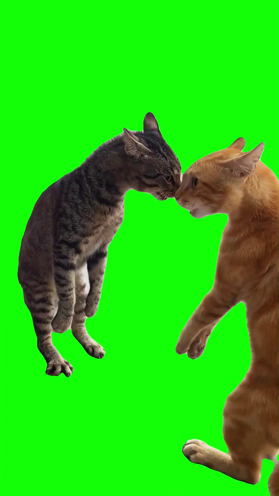 Cats arguing green screen