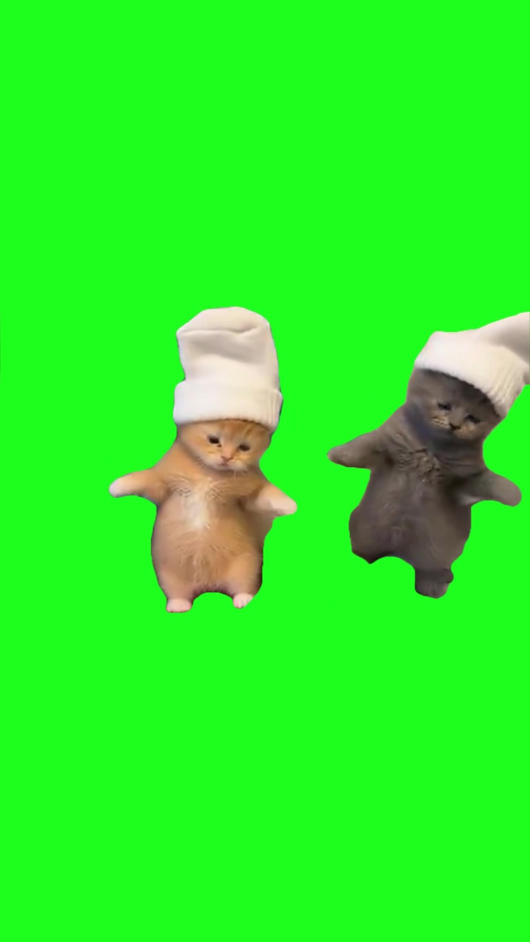 Cats dancing to dirty laundry green screen