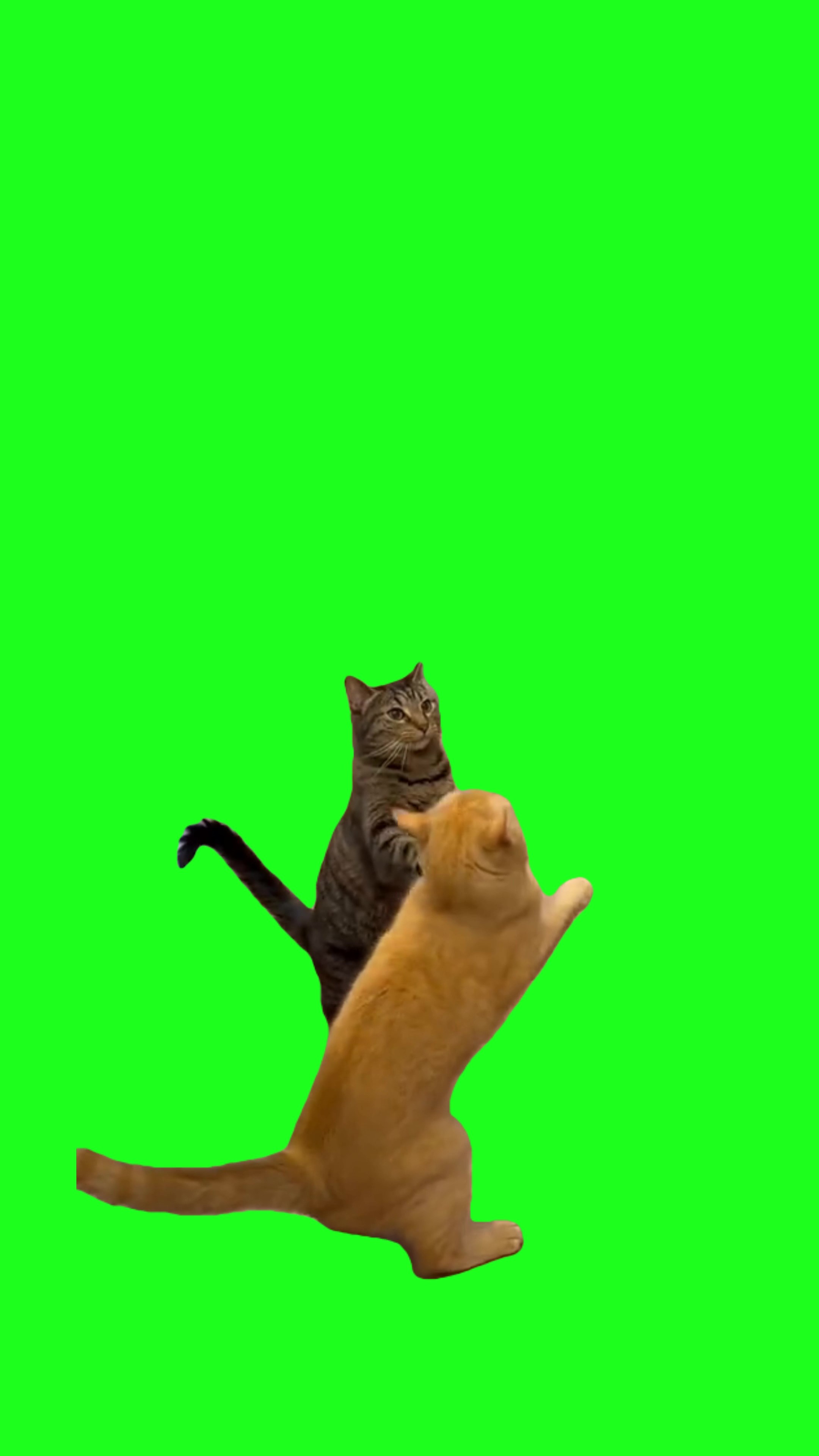 Cats fighting green screen