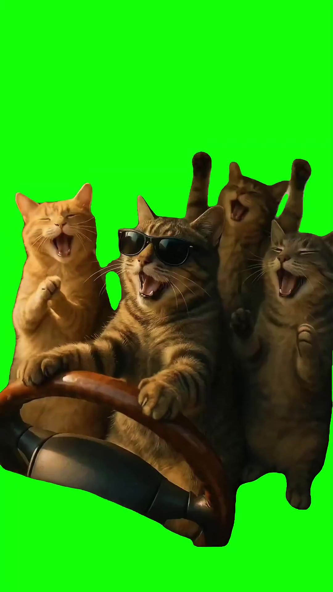 Cats karaoke in the car green screen