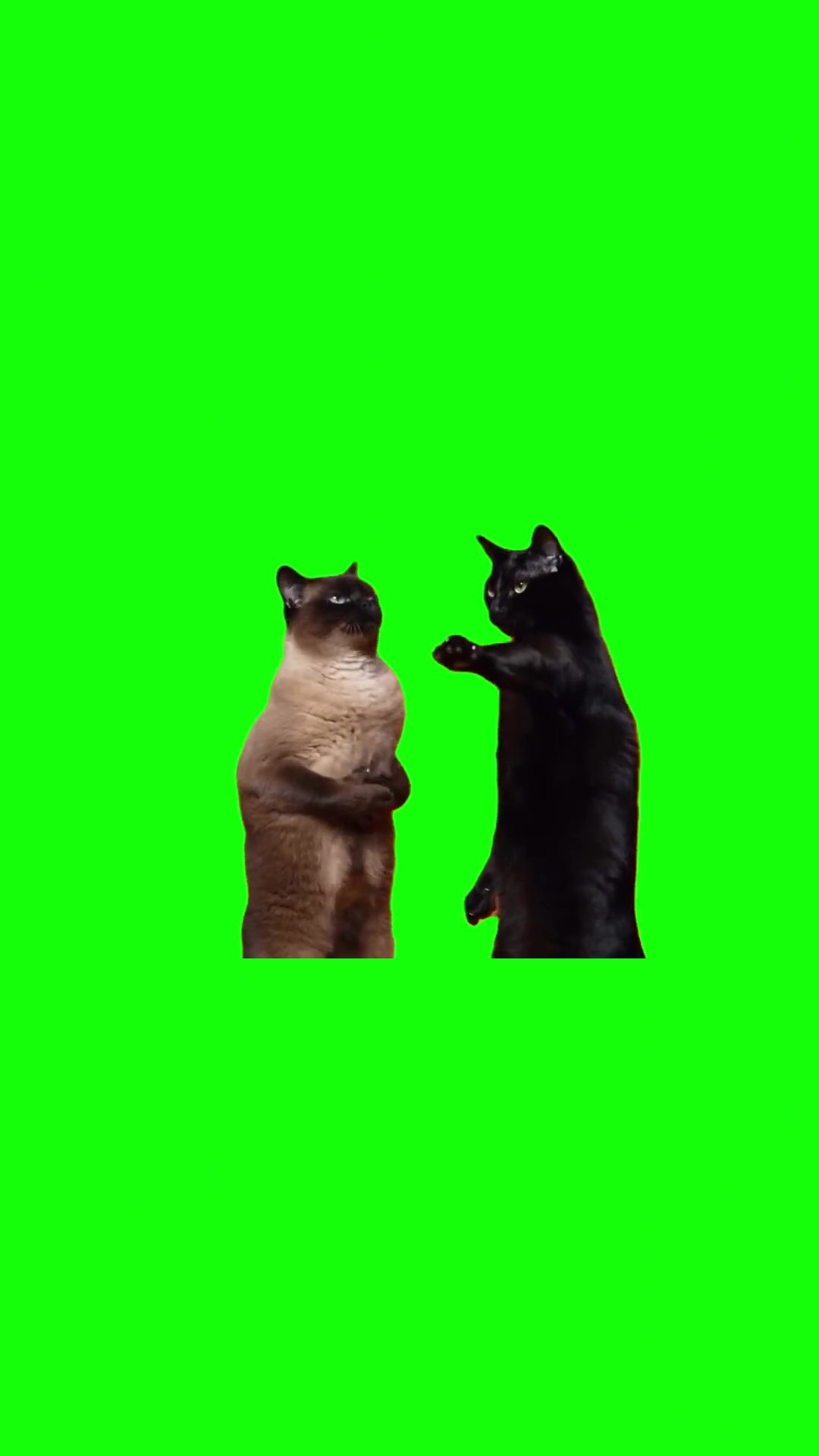 Cats rapping green screen