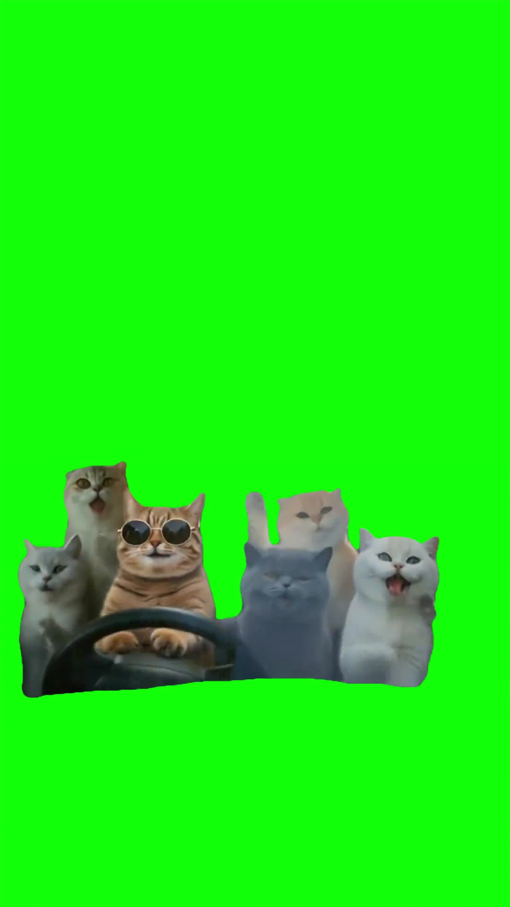 Cats vibing in the car green screen