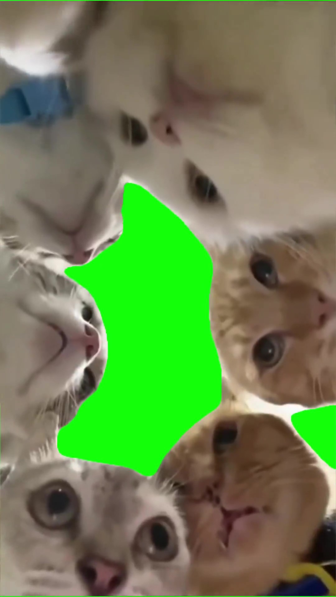 Cats whispering green screen