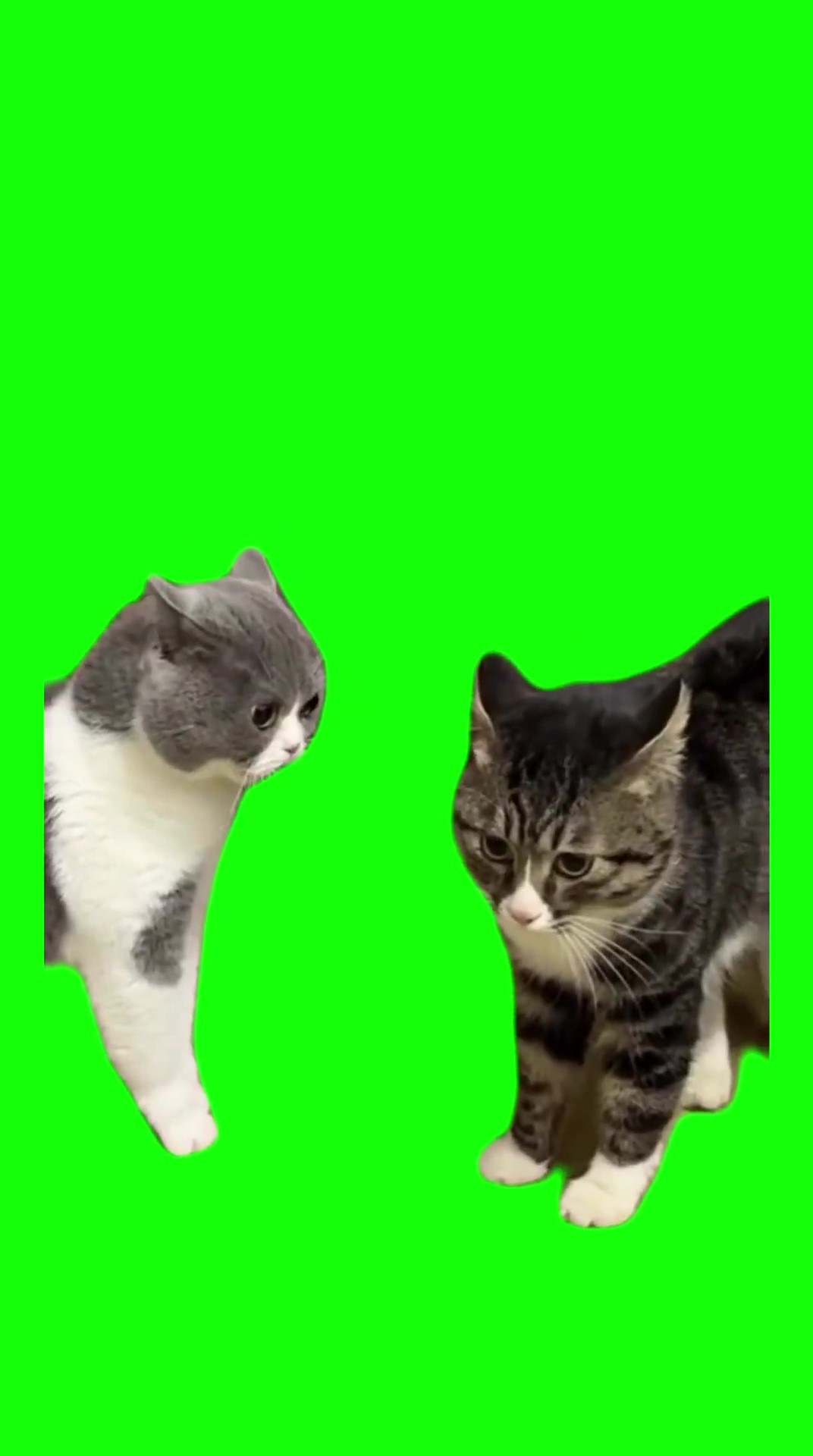 Cats yelling at each other green screen