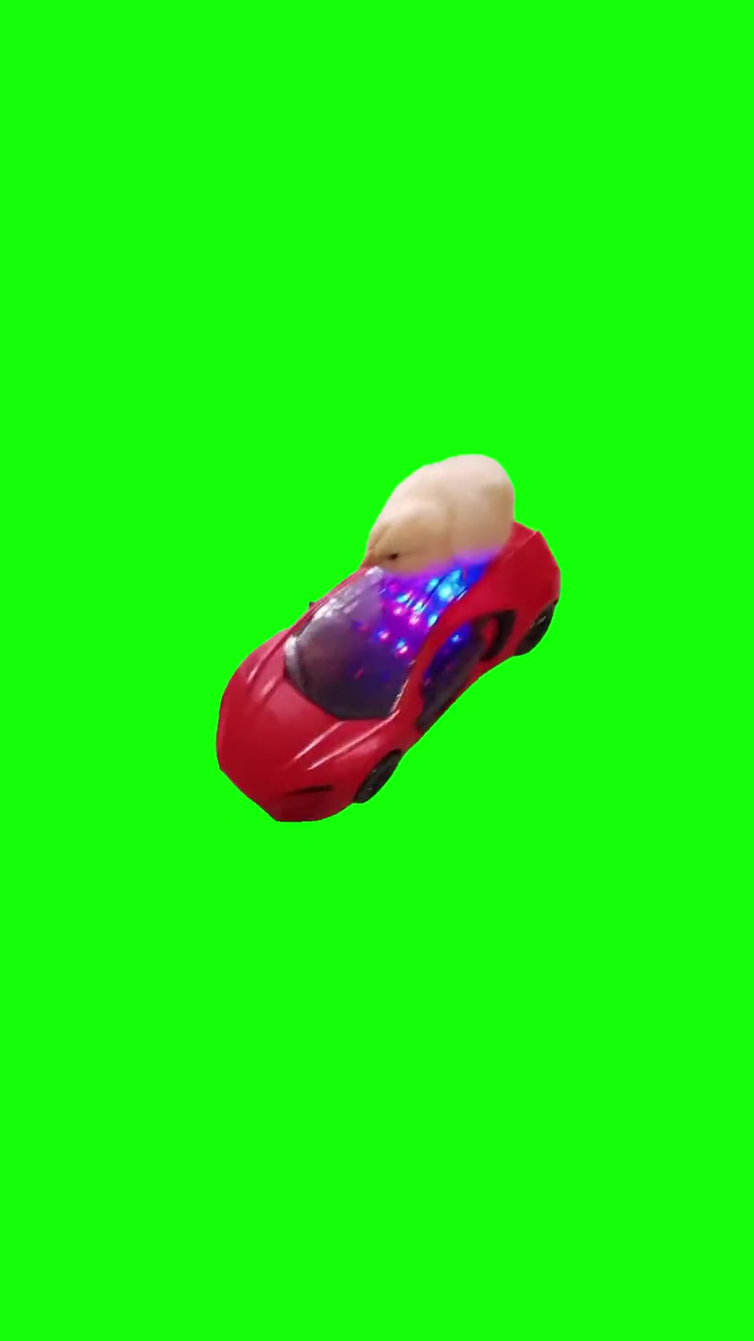Chicken driving sportscar green screen