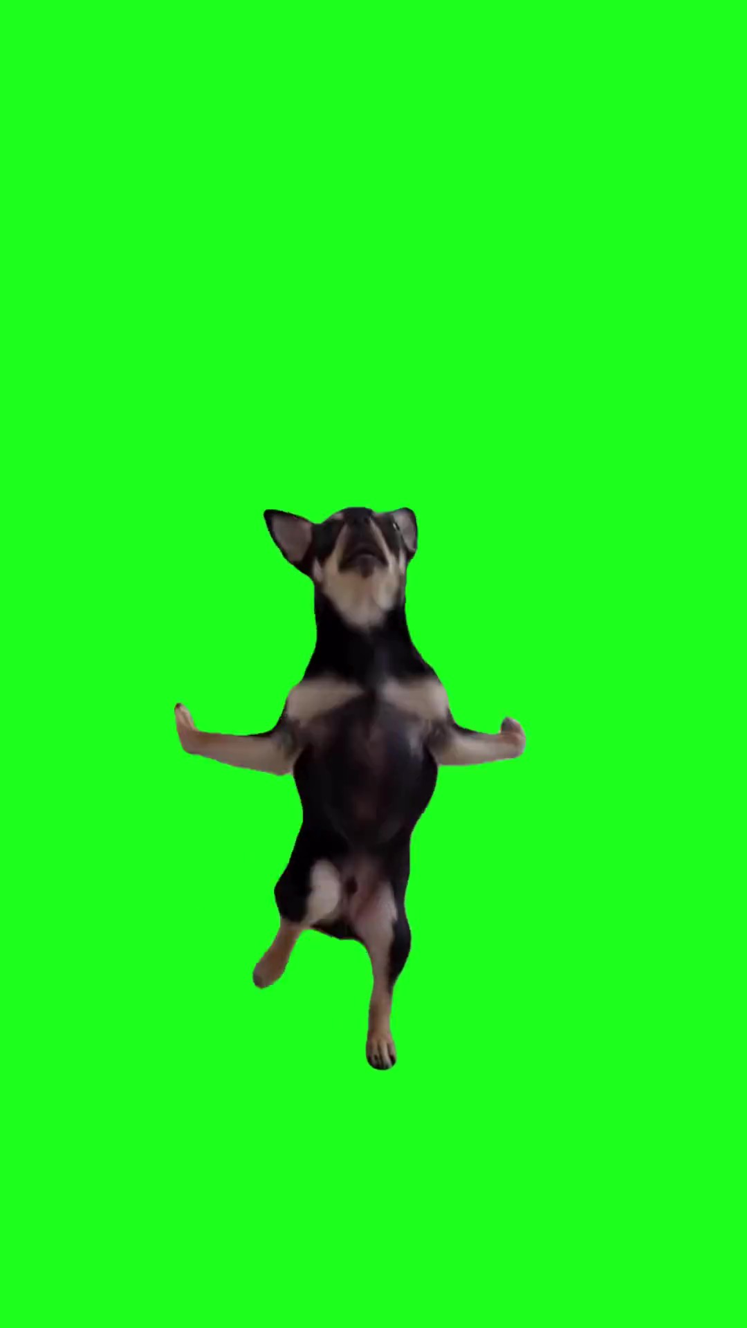 Chihuahua dance green screen