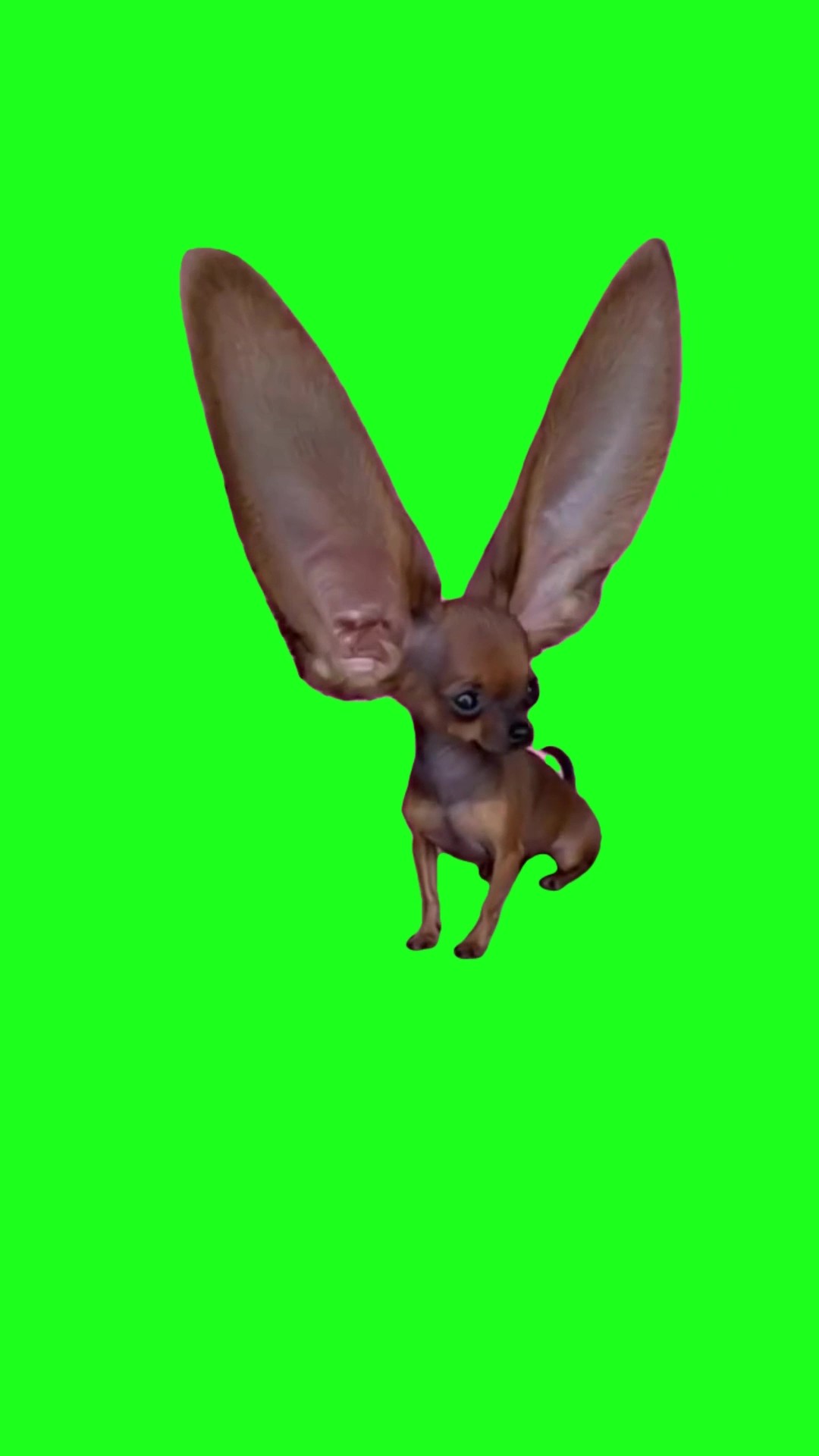 Chihuahua with Huge Ears green screen