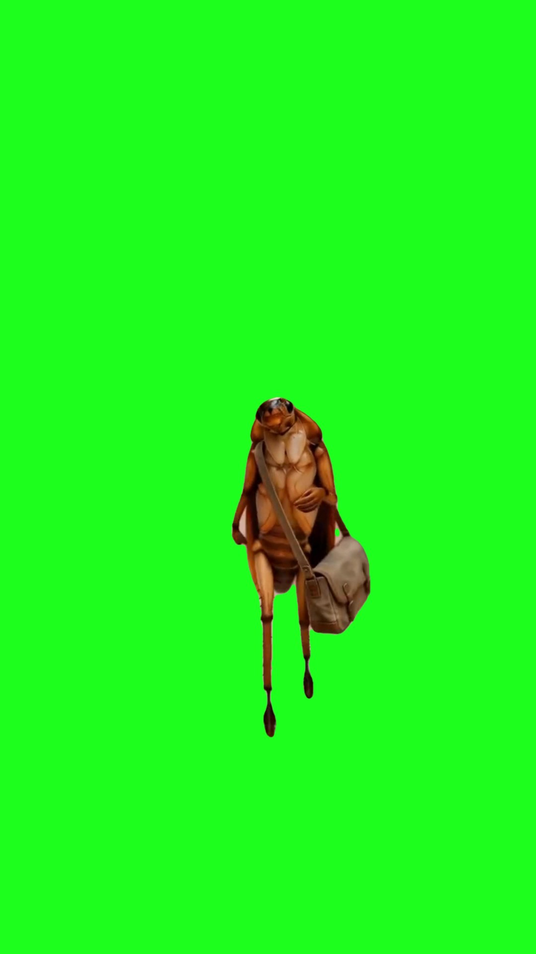 Cockroach walking green screen