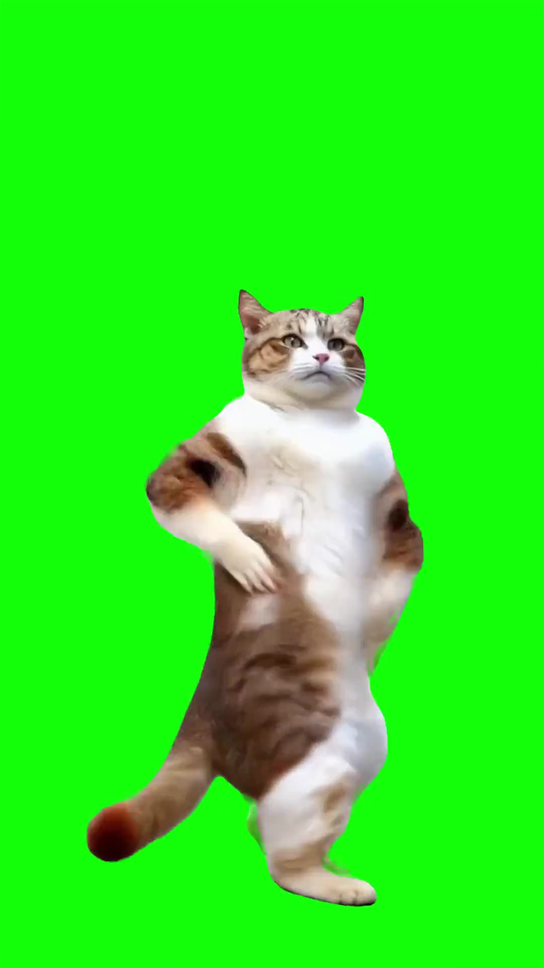 Coco Chanel dance green screen