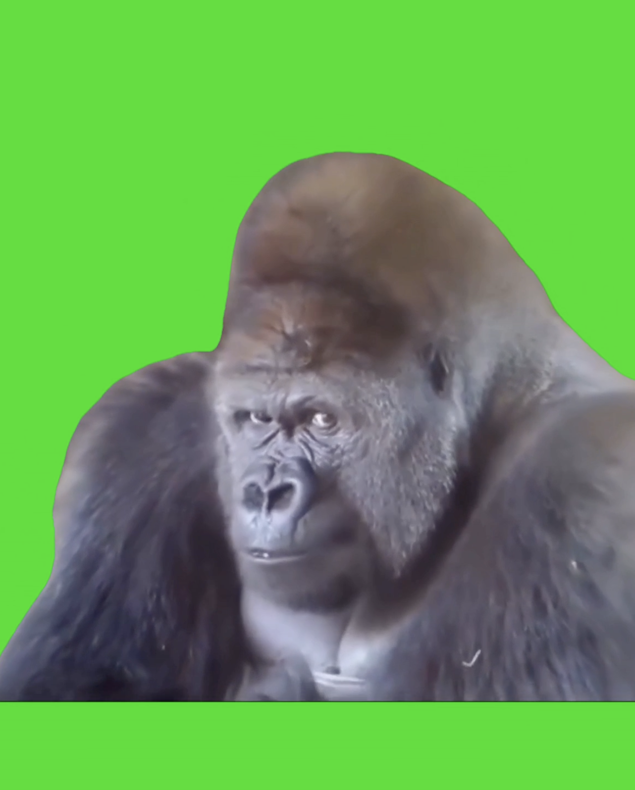 Confused gorilla green screen