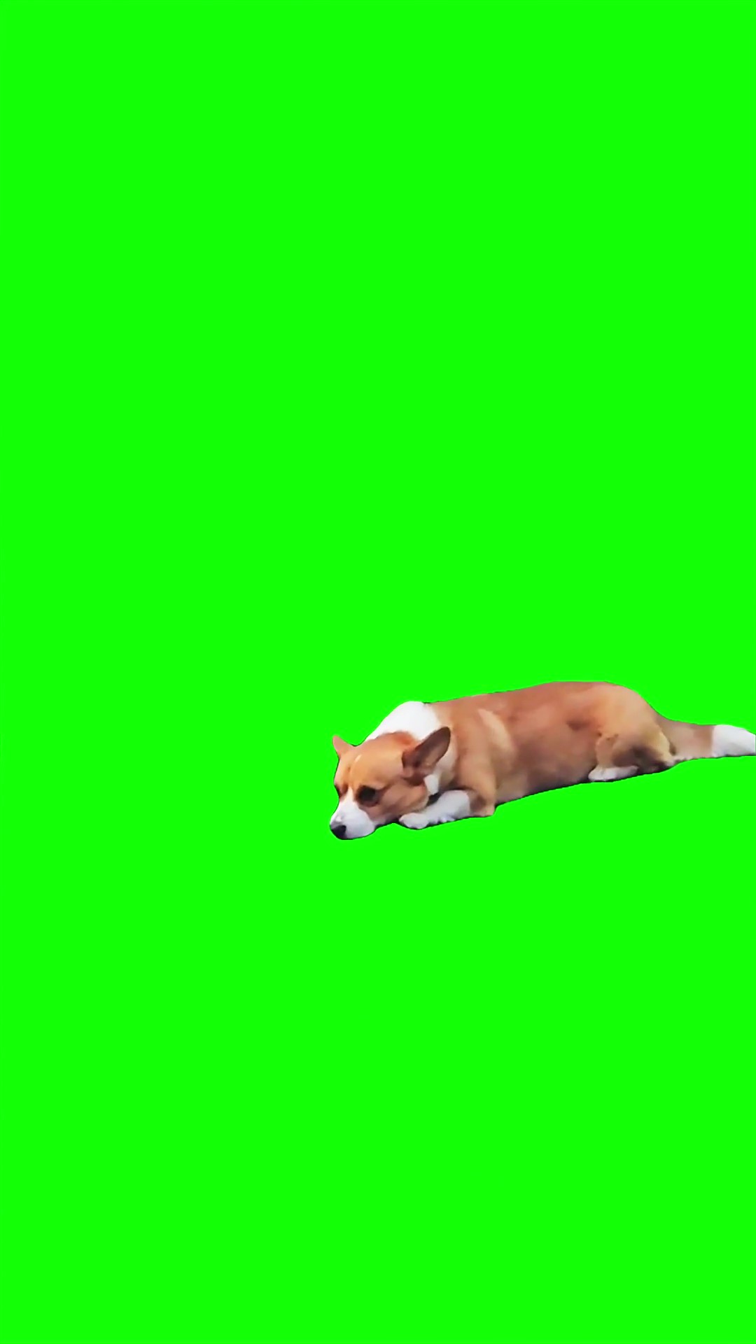Corgi smiles green screen