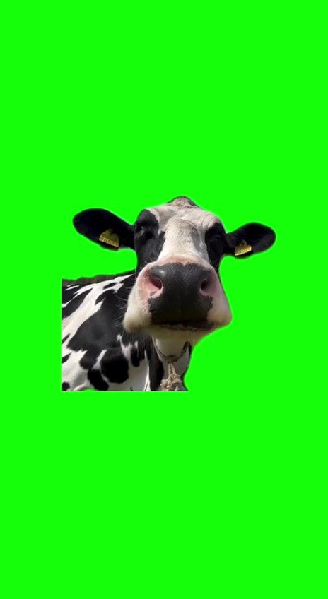 Cow smacking lips