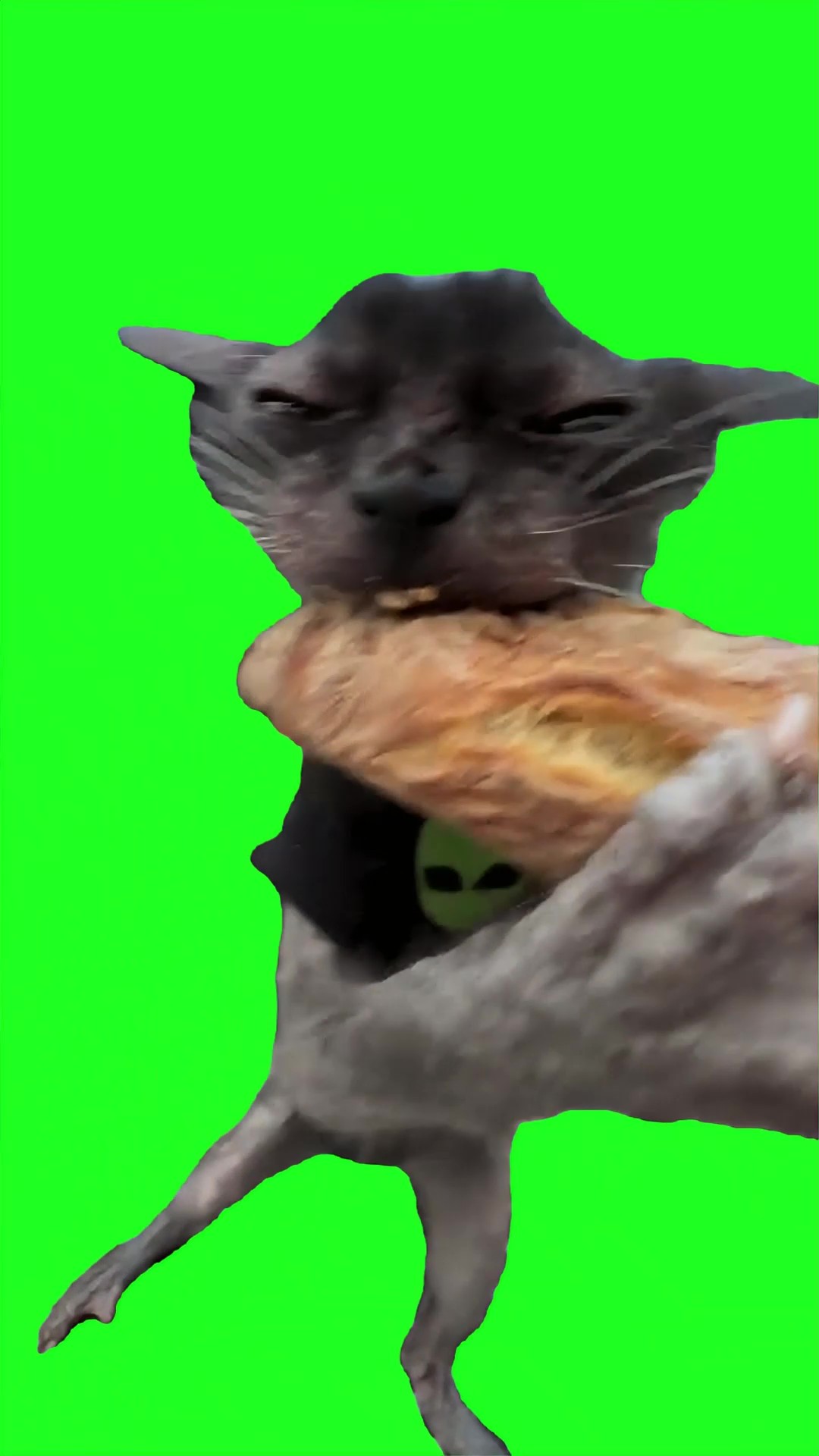 Crazy Cat Eating Bread