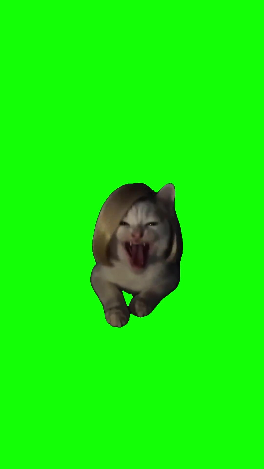 Crazy Laughing Cat  green screen