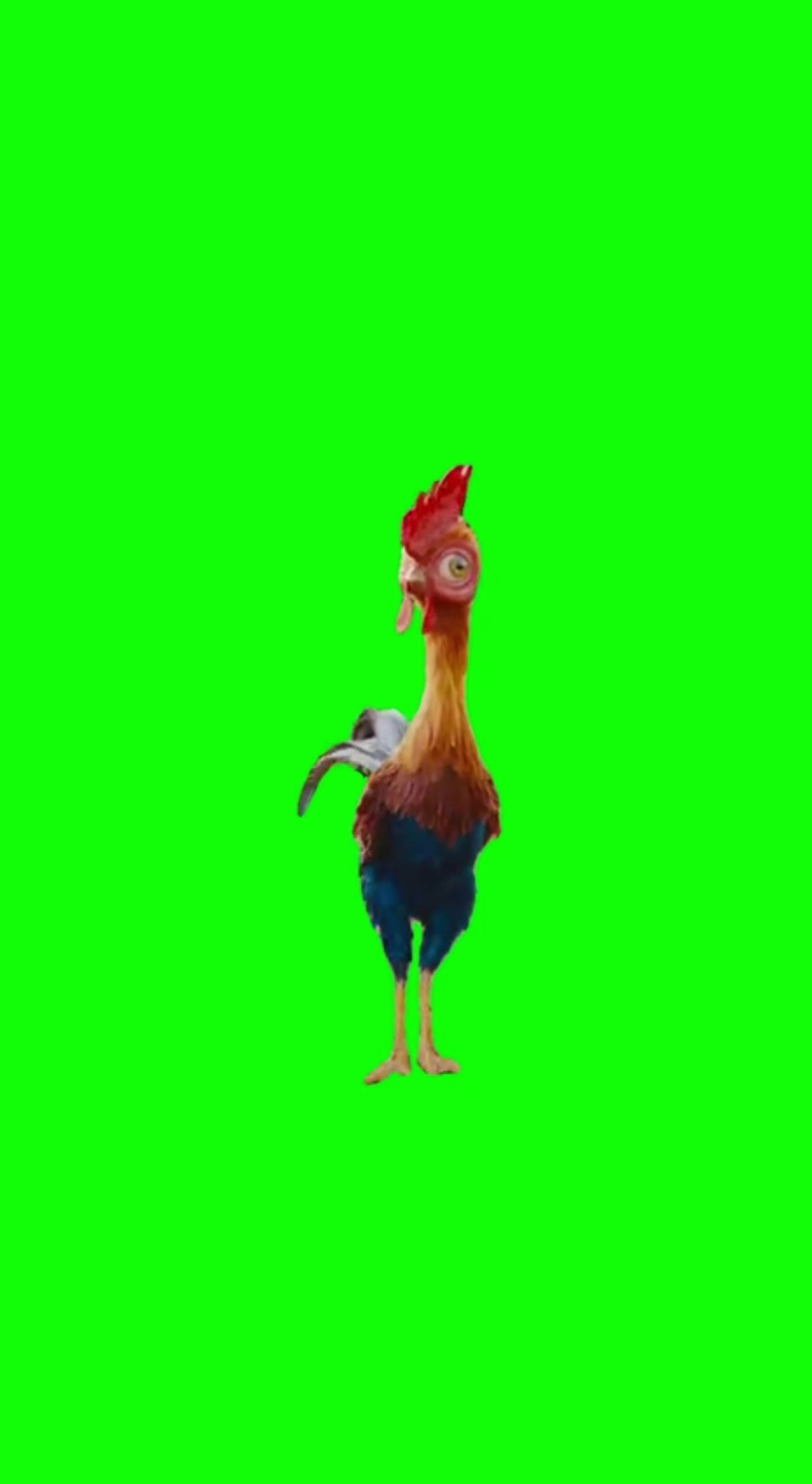 Crazy Rooster Screams
