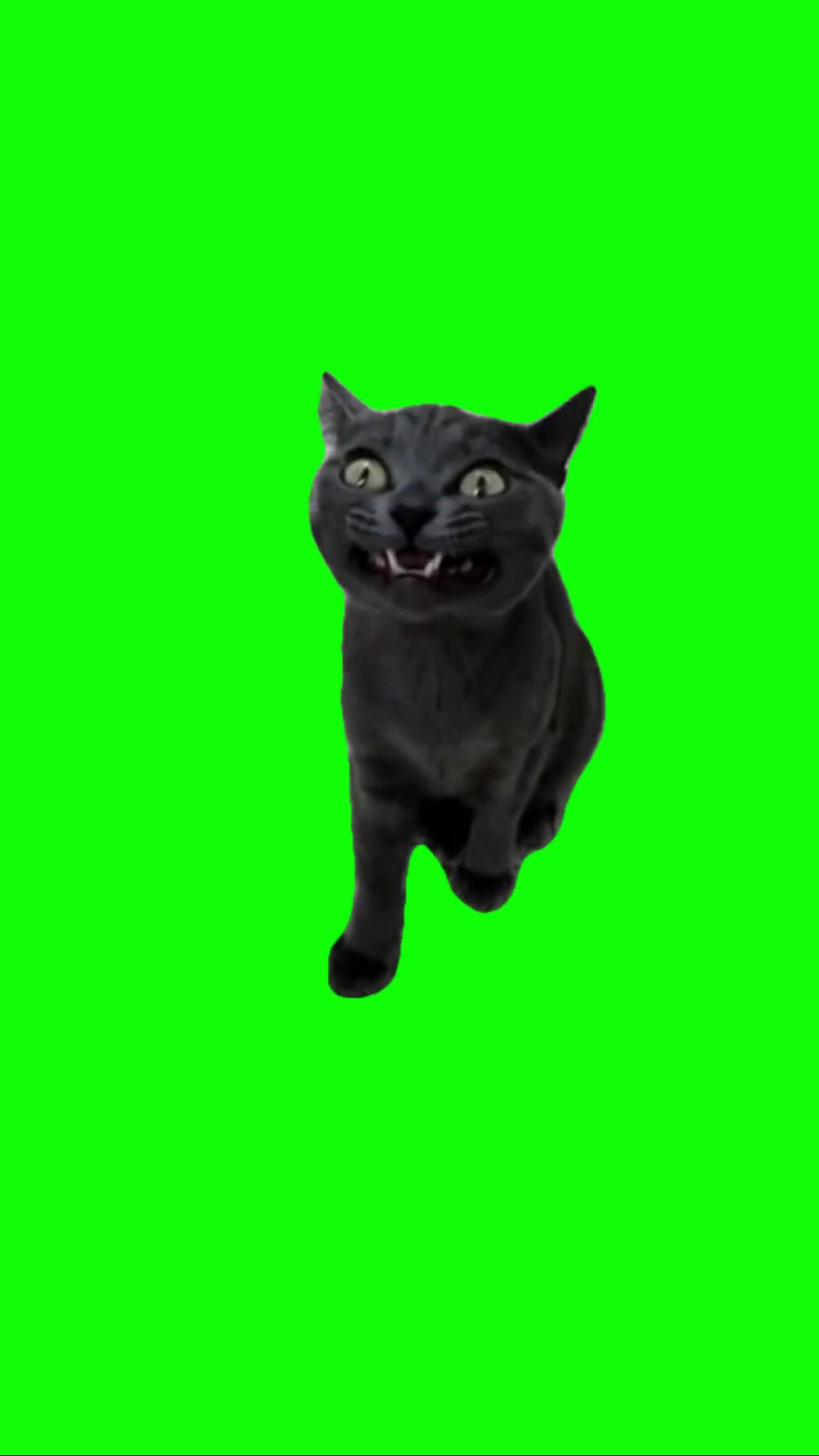 Creepy laughing cat