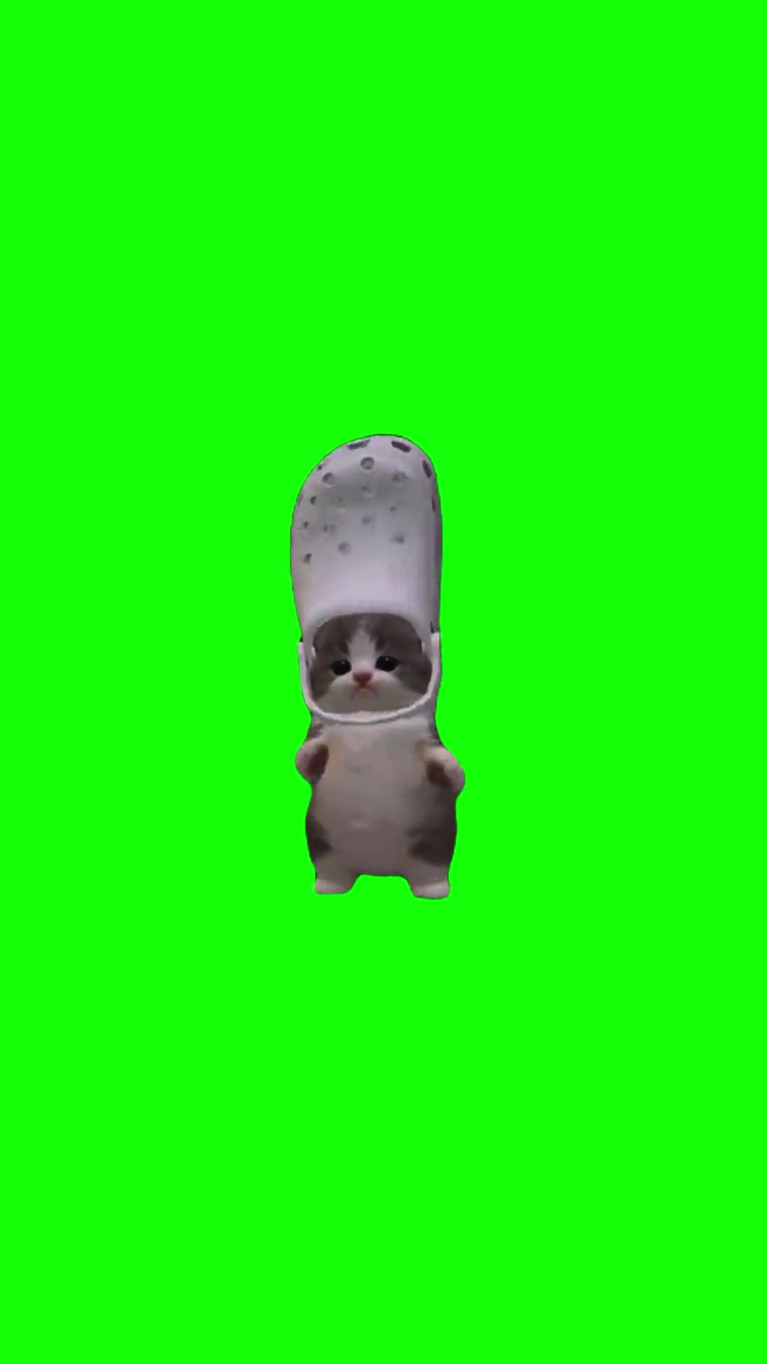 Croc hat cat Laitada green screen