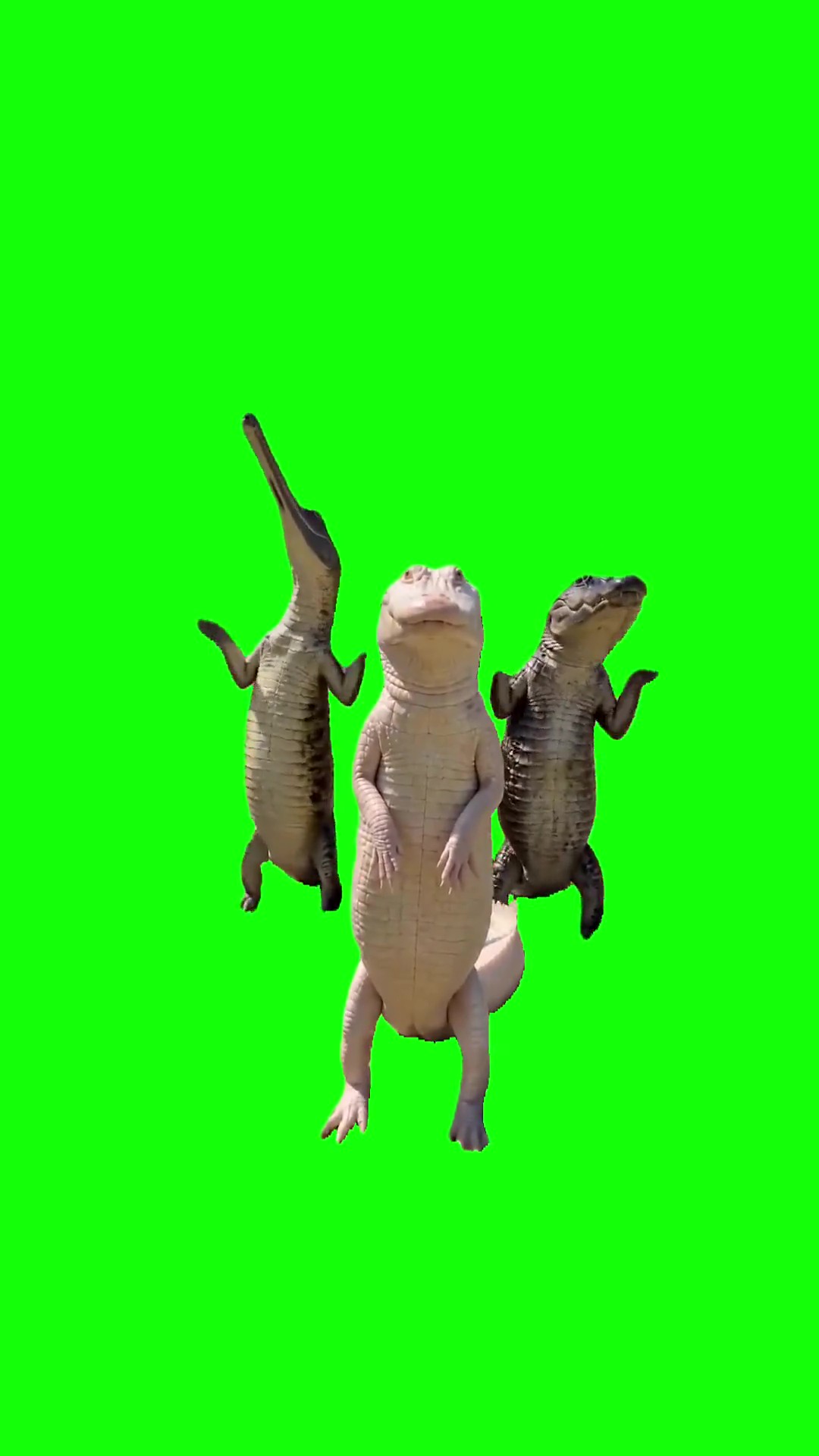 Crocodile dancing to zany dance green screen