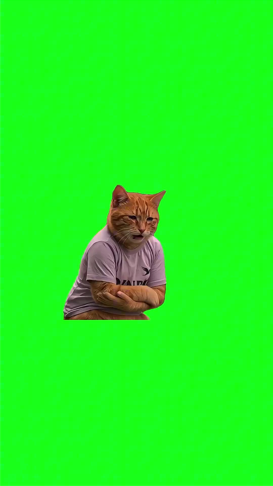 Crying Cat Begging Explaining green screen