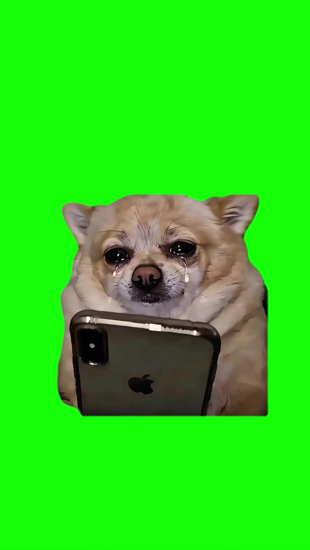 Crying dog with a phone green screen