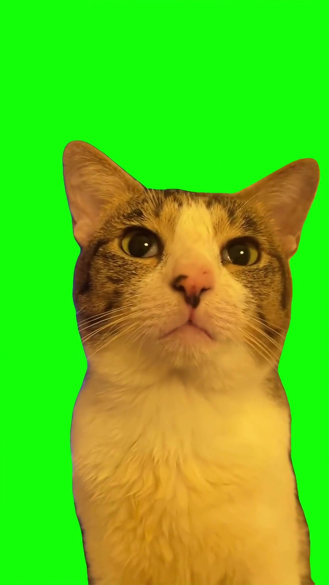 Cuckoo Сat green screen