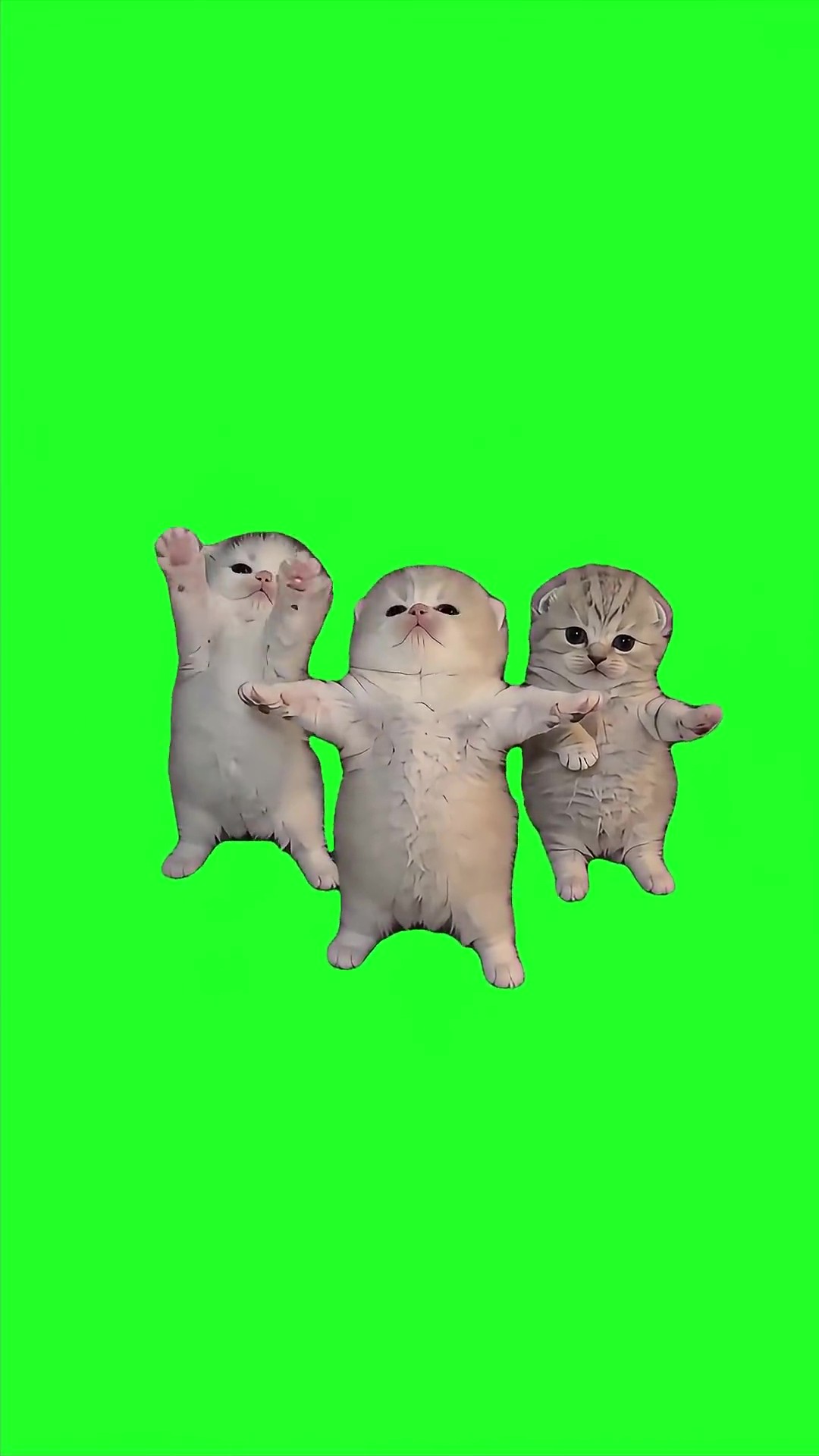 Cute Three Kittens Dancing green screen