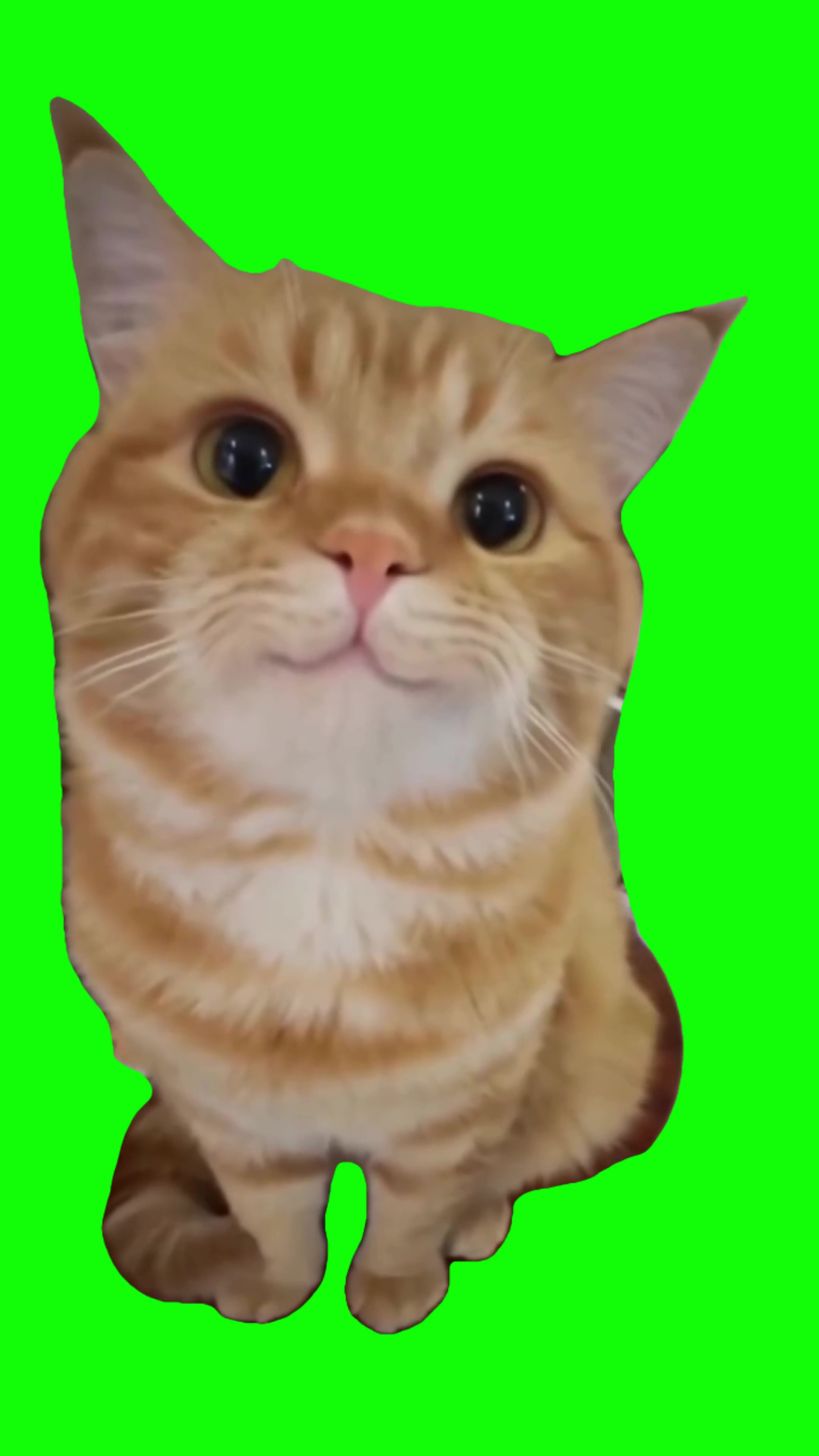 Cute cat stare  green screen
