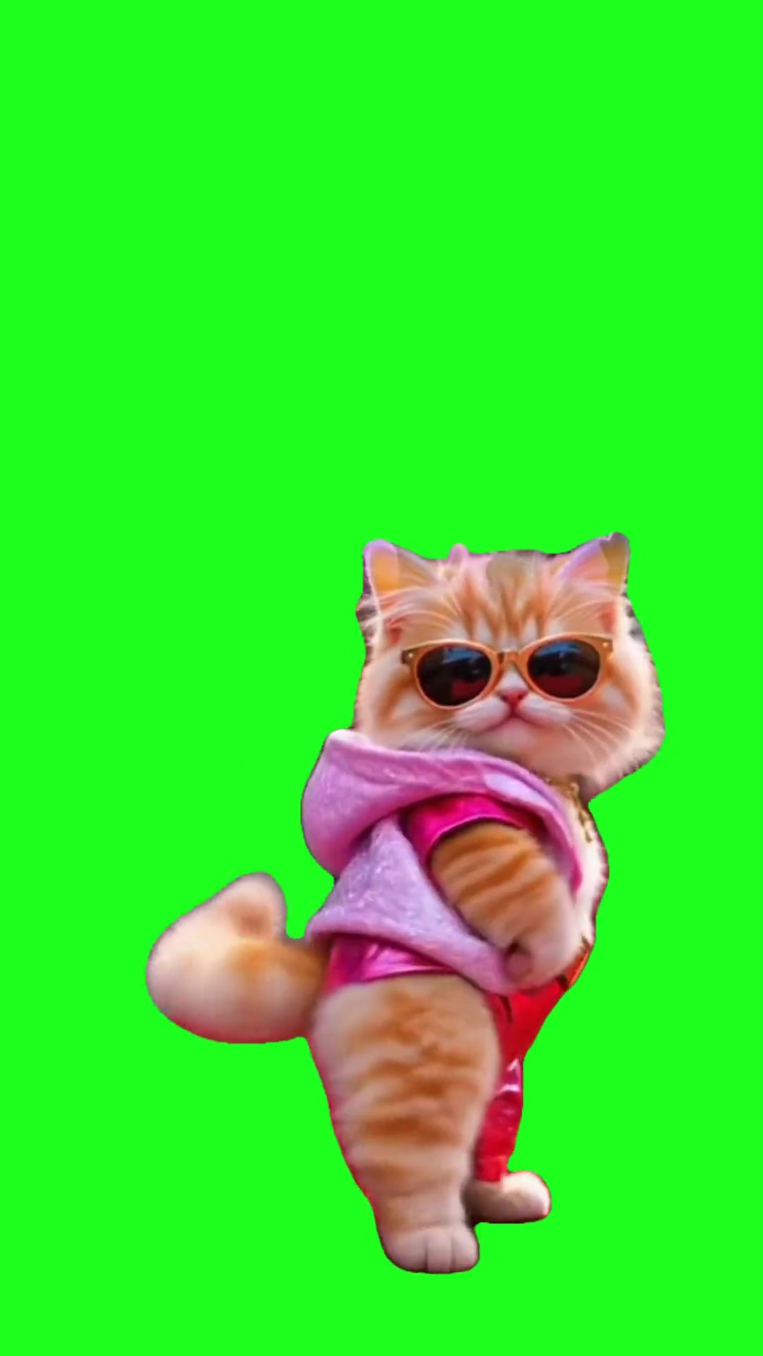 Cute kitten Dance green screen