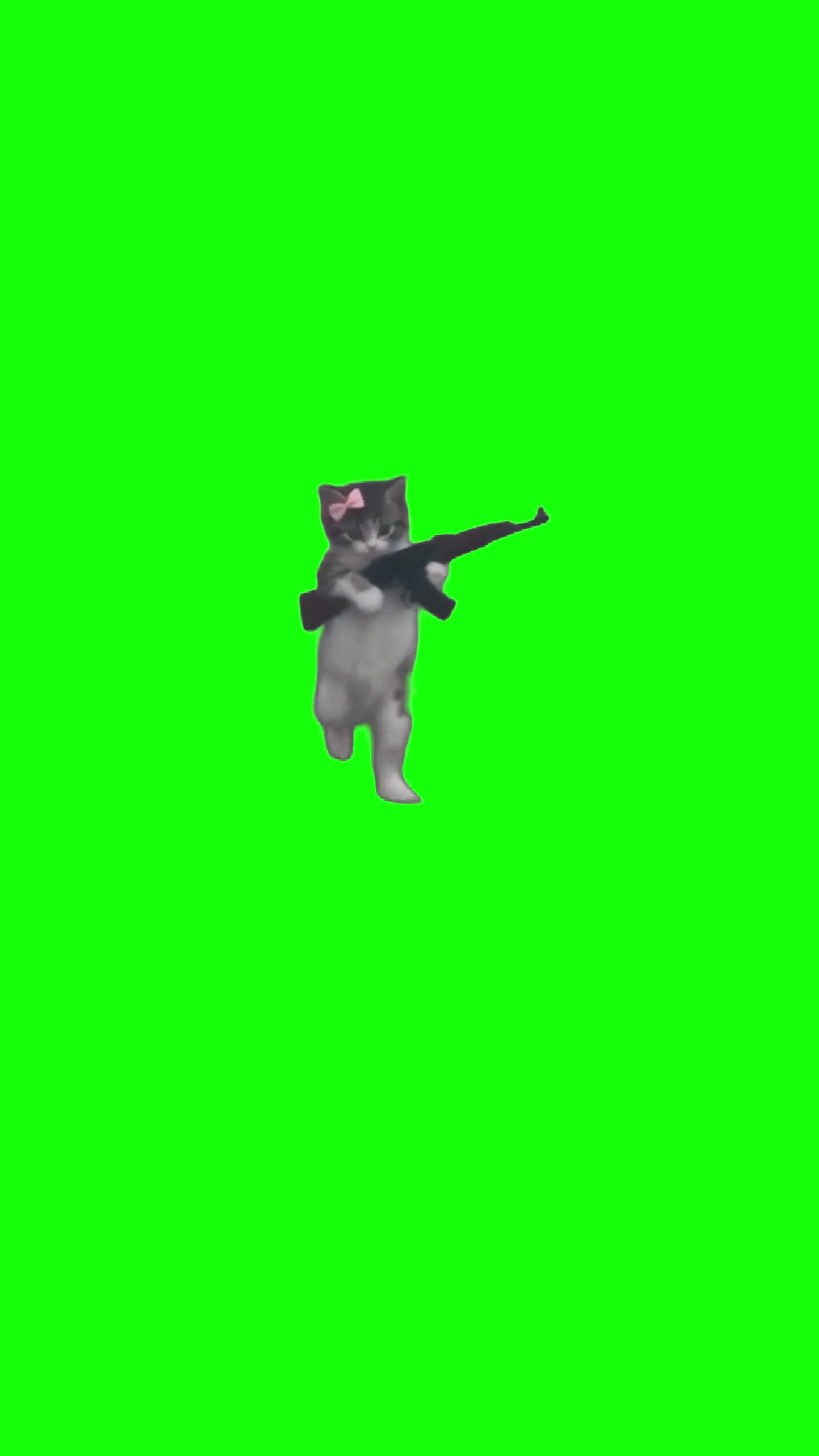 Cute kitten firing AK  green screen