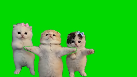 Cute3 Kittens Dancing green screen