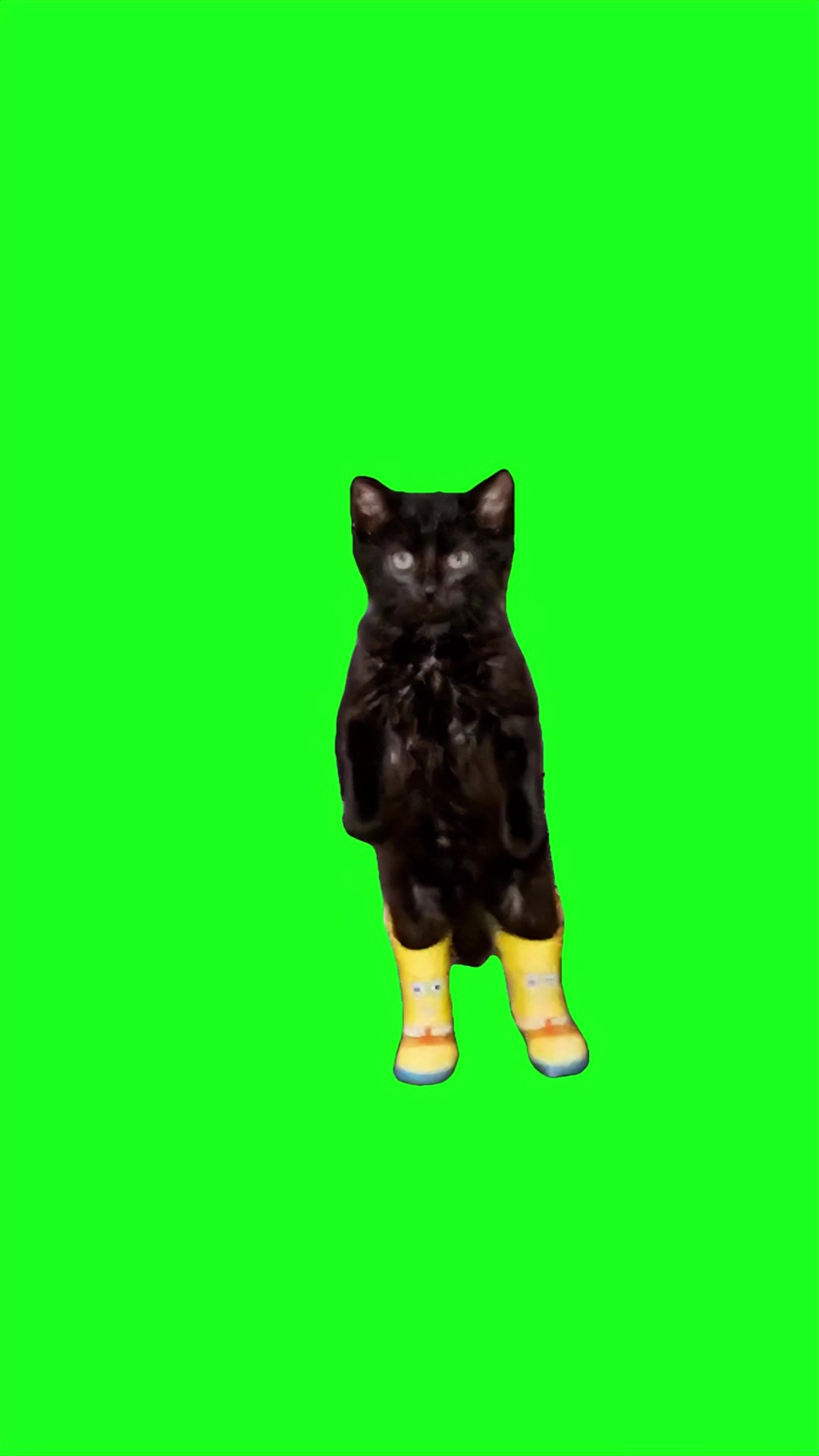 Dancing  Cat green screen