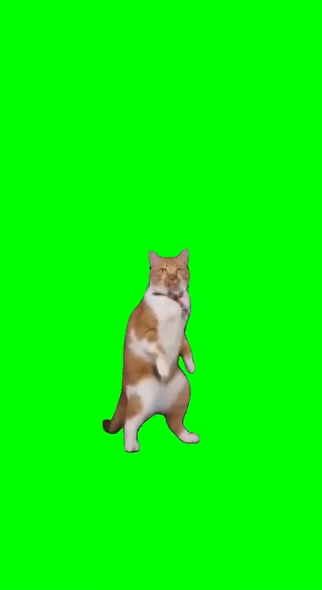 Dancing Cat Polska Jumpstyle green screen