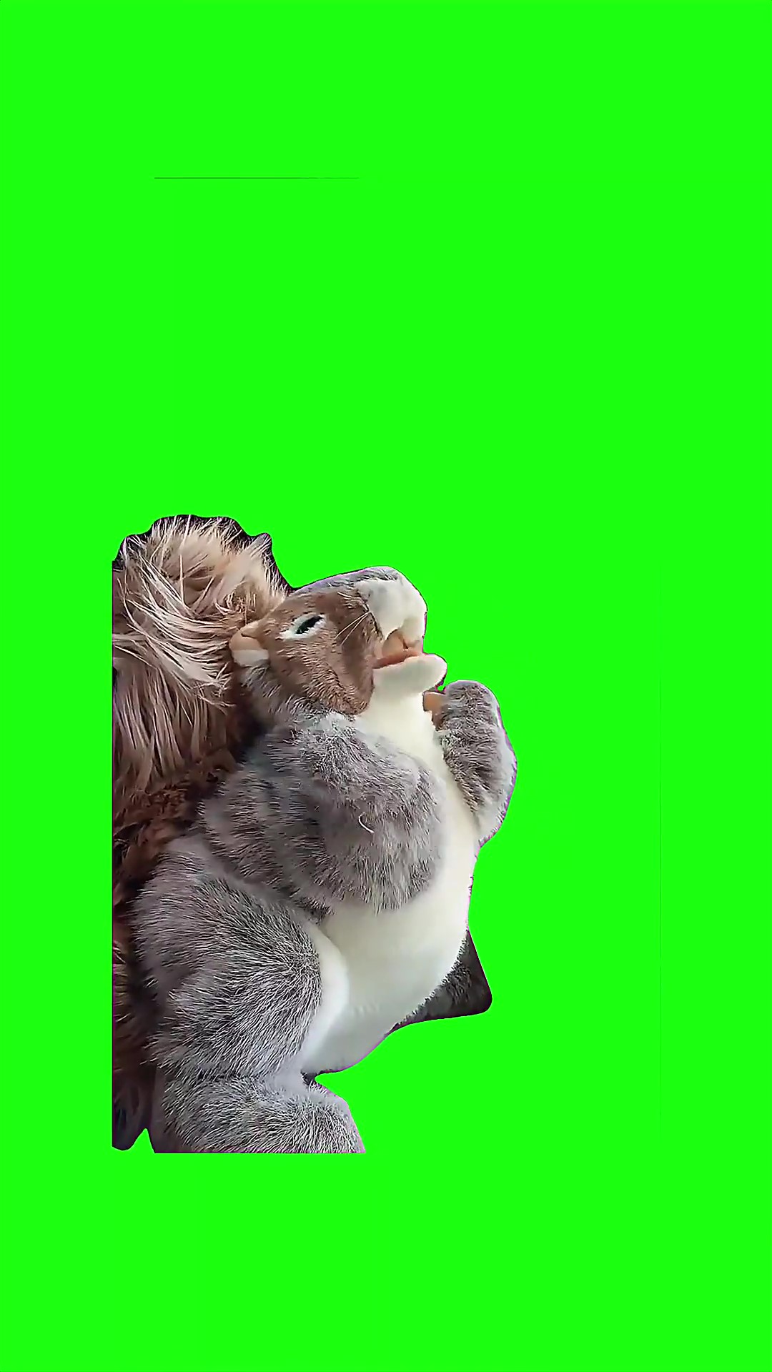 Dancing Squirrel green screen