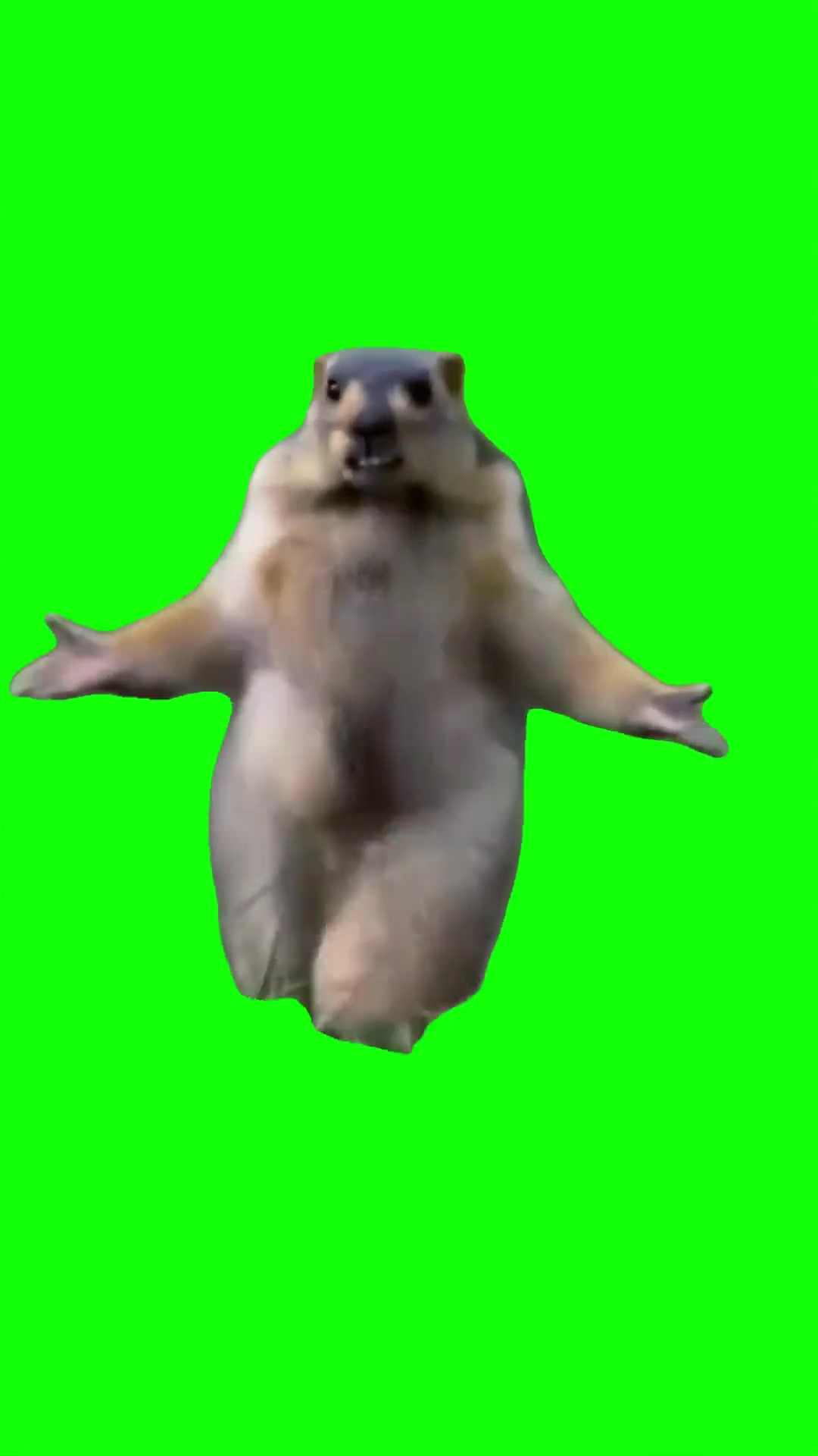 Dancing marmot green screen