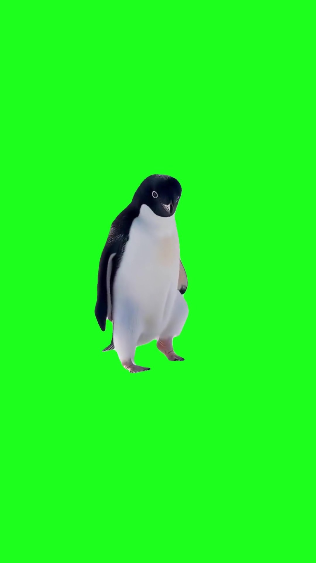 Dancing pinguine green screen