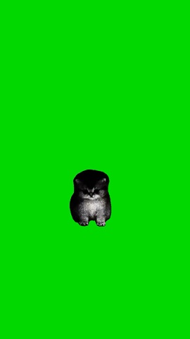 Dangerous Kitten Sitting green screen