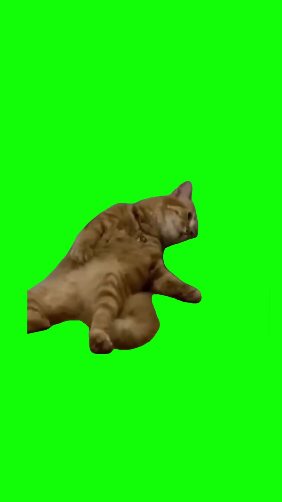Depressed cat green screen