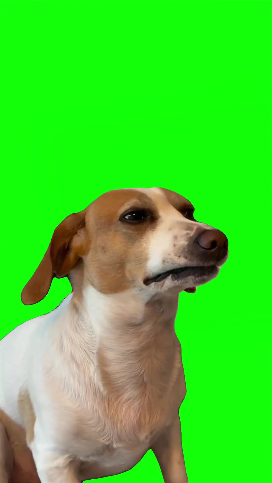 Dino dog sus look green screen