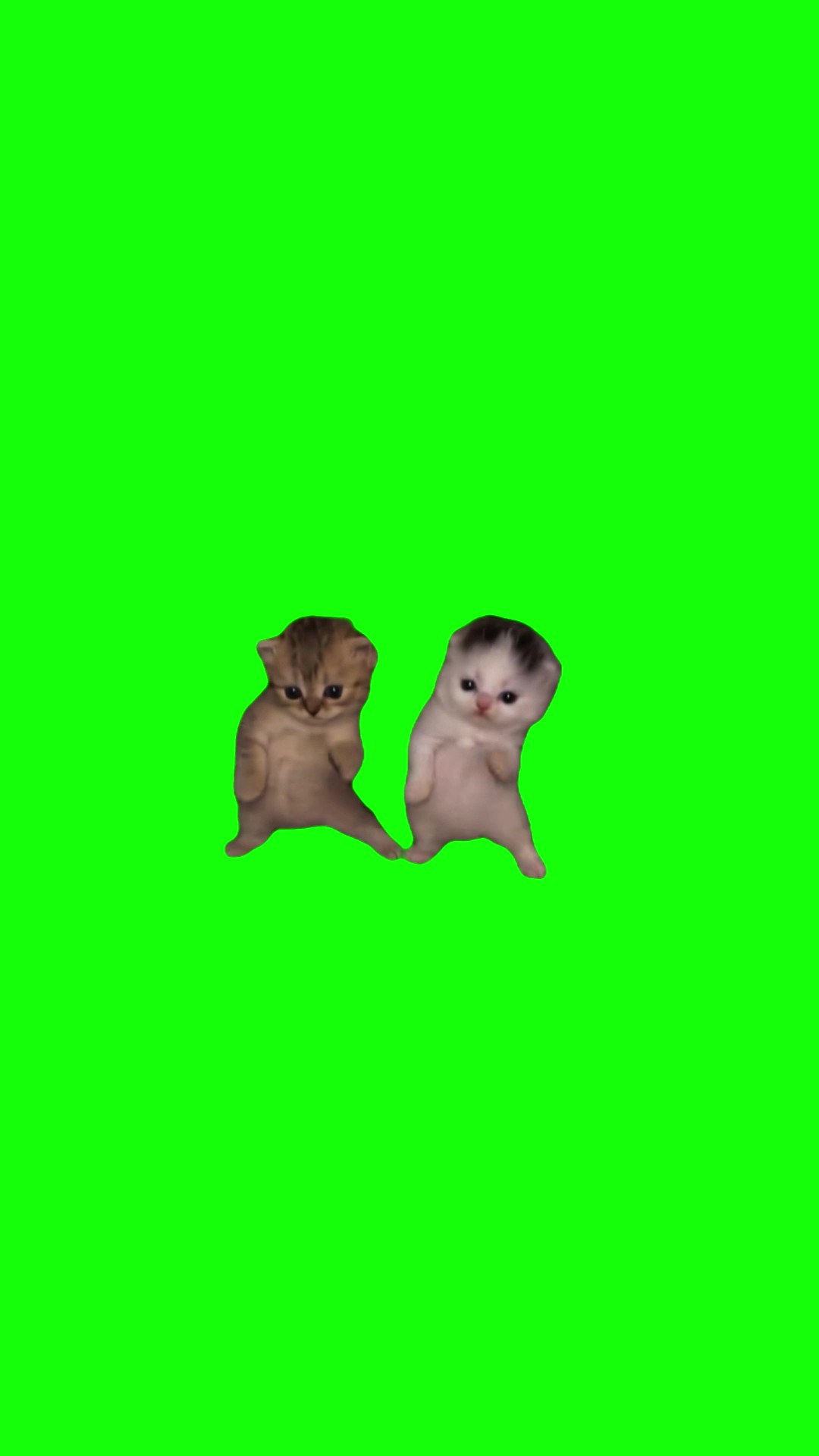 Do it again x Kittens green screen