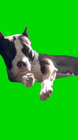 Dog Besame Mucho green screen