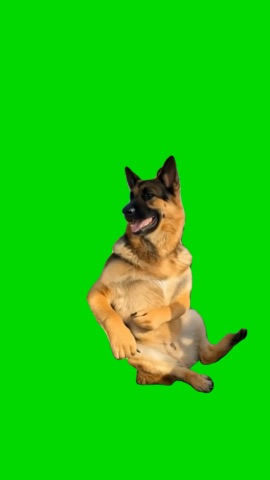 Dog Dancing To Im Blue green screen