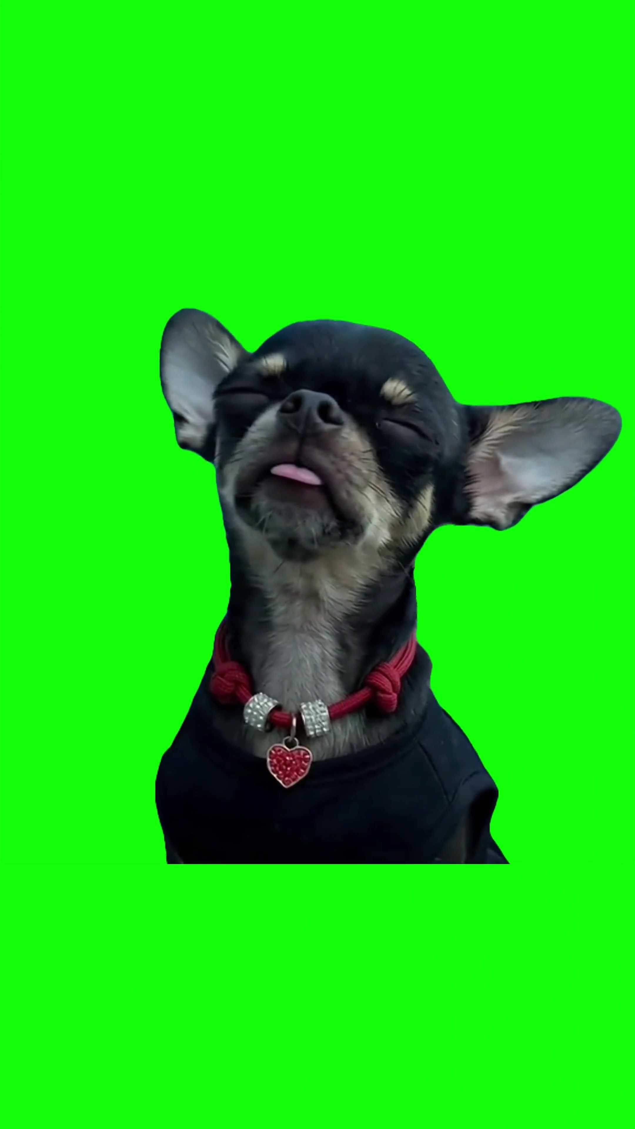 Dog Dancing to Turn the Lights Off green screen