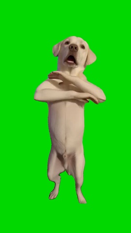 Dog Dont Grab Me green screen