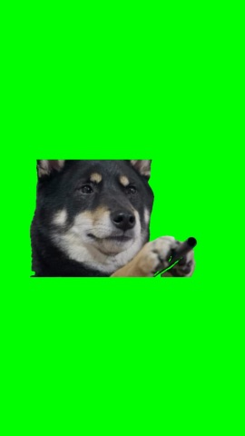 Dog Point A Gun And Crying green screen