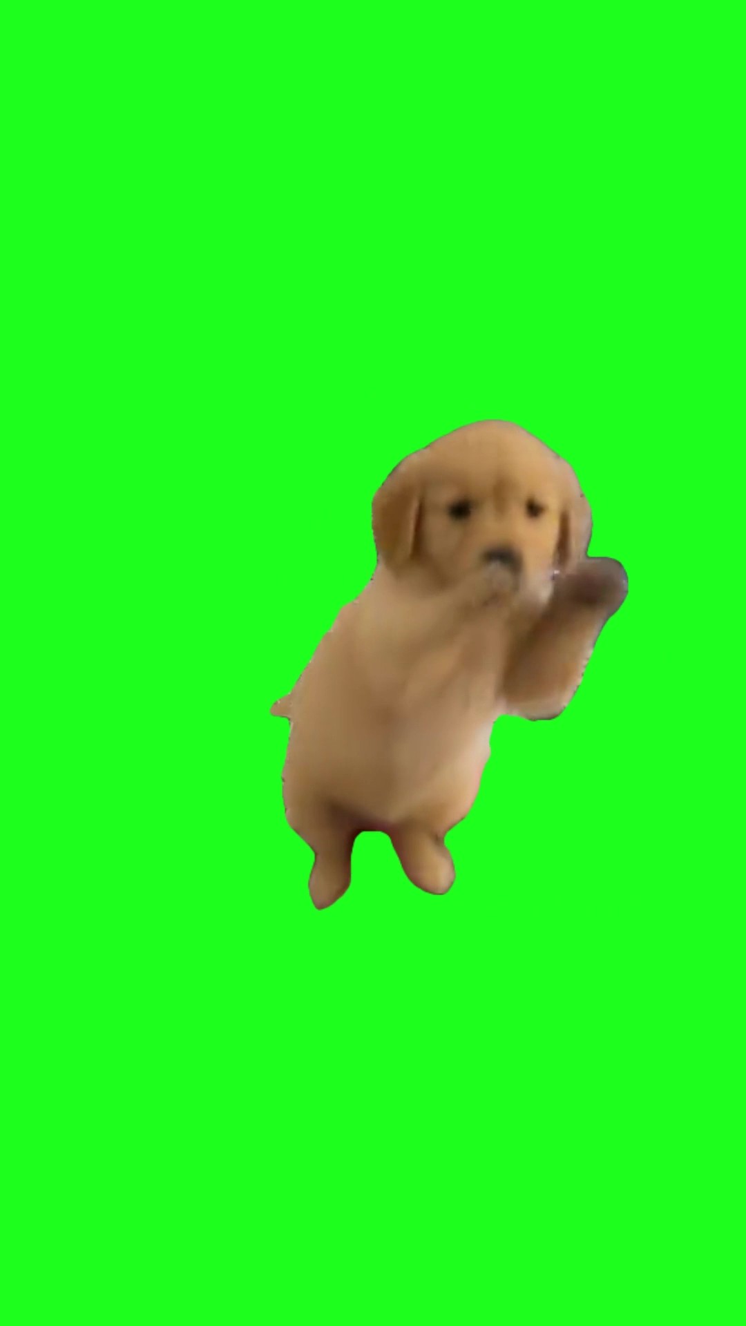 Dog Scuba Dancing green screen