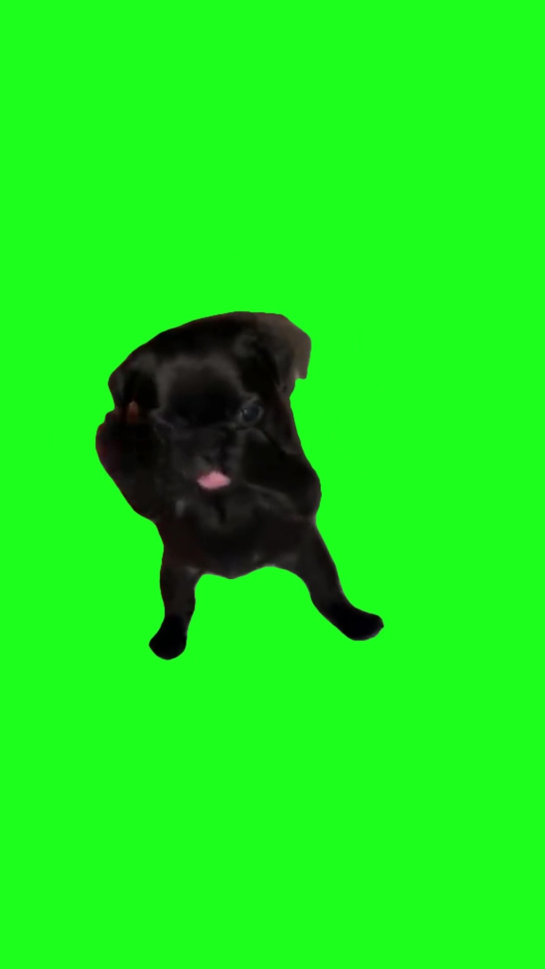 Dog Scuba dance green screen