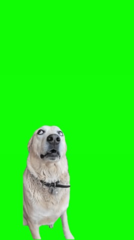 Dog Shocked green screen