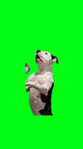 Dog Singing In The Shower green screen